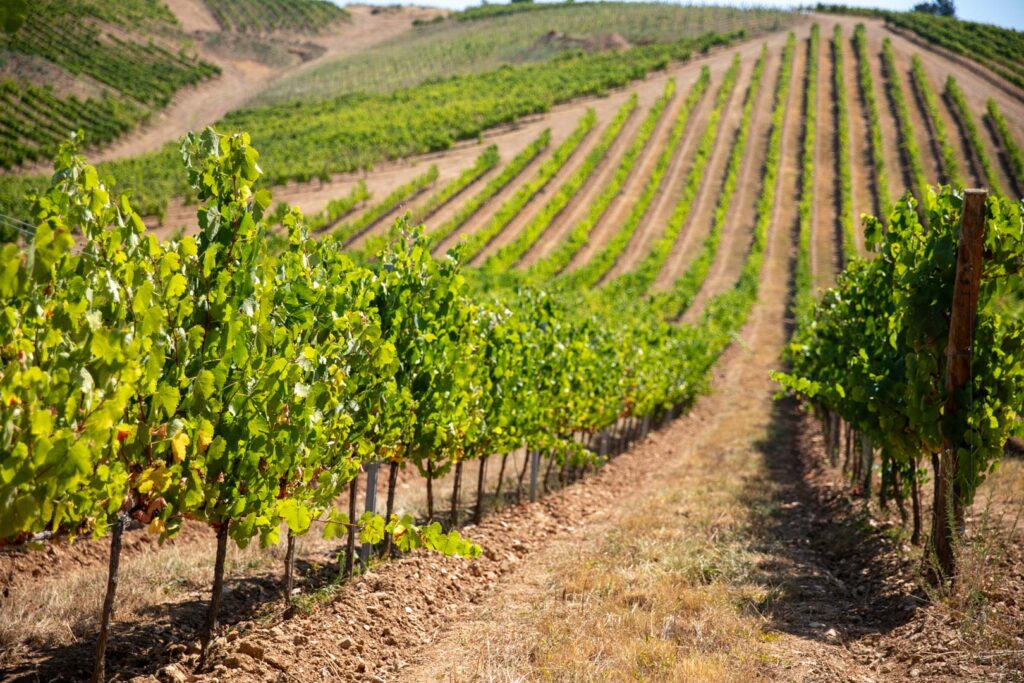 Viñedos Bodegas Emilio Moro en El Bierzo