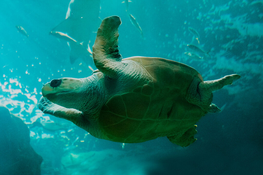 Acuario de Gijón. Ideas de regalos de Navidad.
