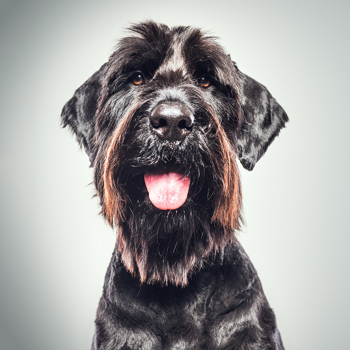 El guardaespaldas: así son los nuevos perros de protección de los megarricos 